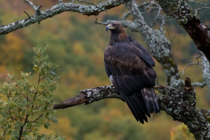 Finaliza el rodaje de Iberia, Naturaleza Infinita, película del director Arturo Menor, patrocinada por la Diputación de Córdoba