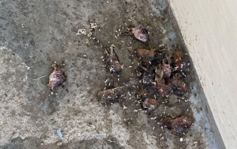 Sobre gatos callejeros y vecinos que los alimentan con las sobras de comida