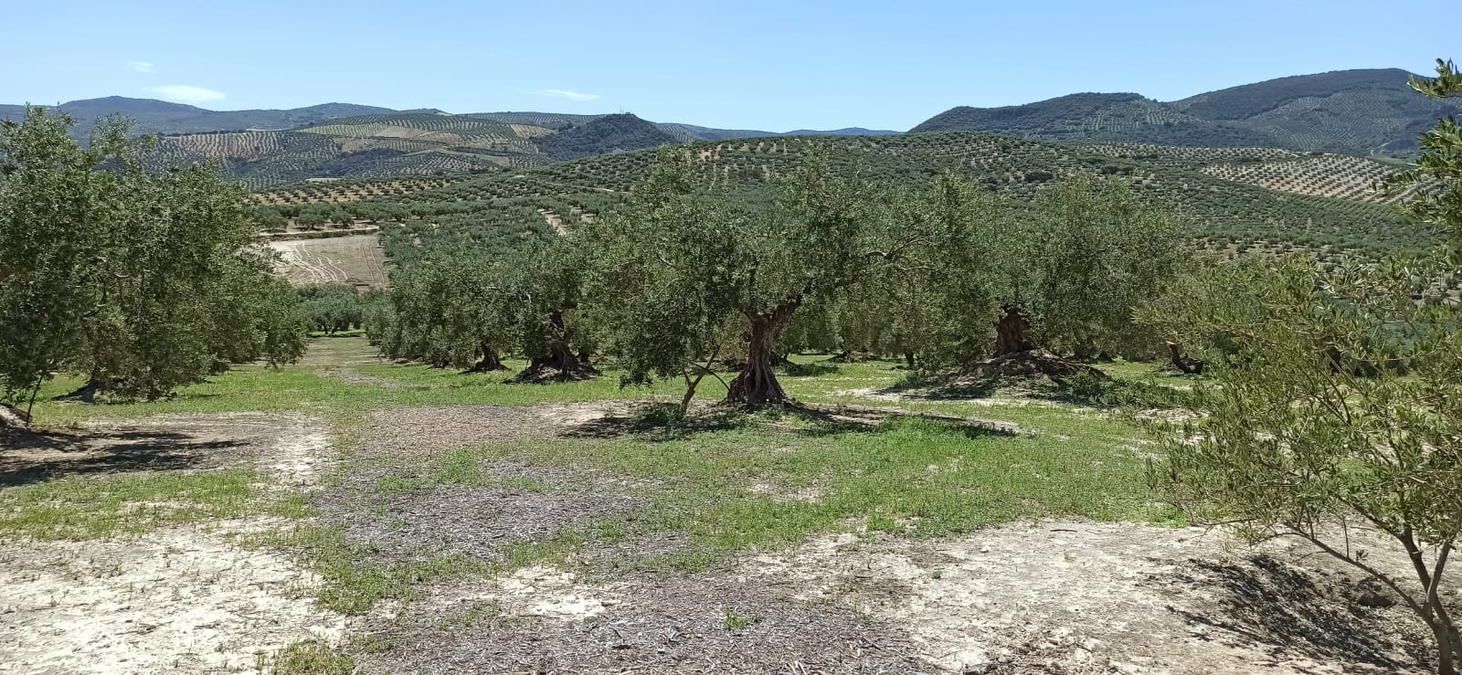 Finaliza la actividad arqueológica preventiva en el yacimiento 