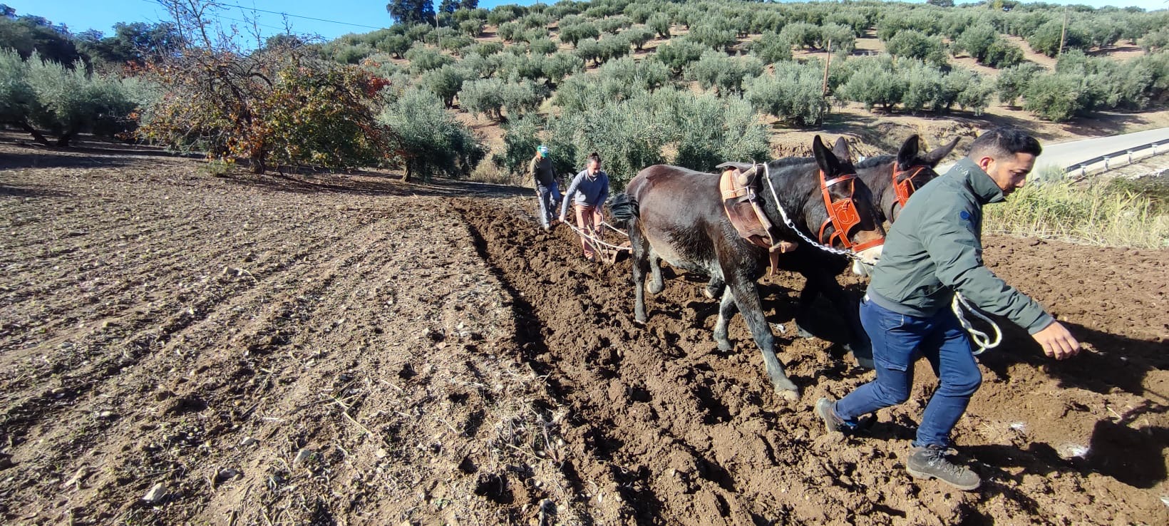 Abriendo el ciclo natural de las cosechas. Siembra de trigo en Brácana
