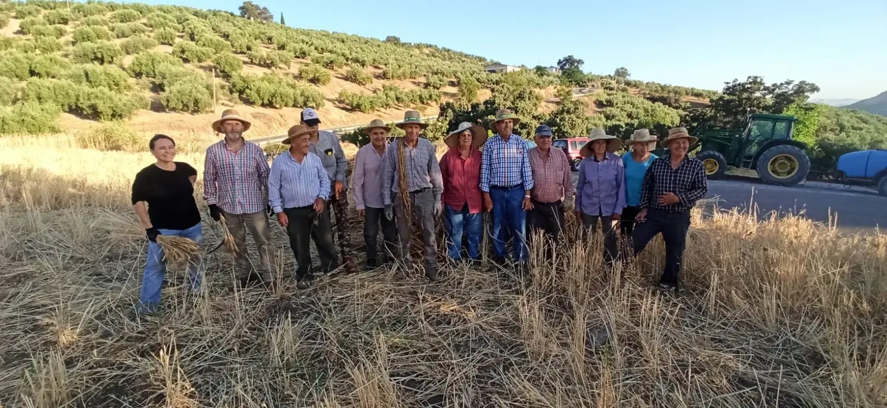 Almedinilla revive las labores tradicionales del trigo para preservar la memoria agrícola de la Subbética